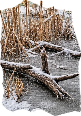 Камыш и коряги, вмёрзшие в лёд